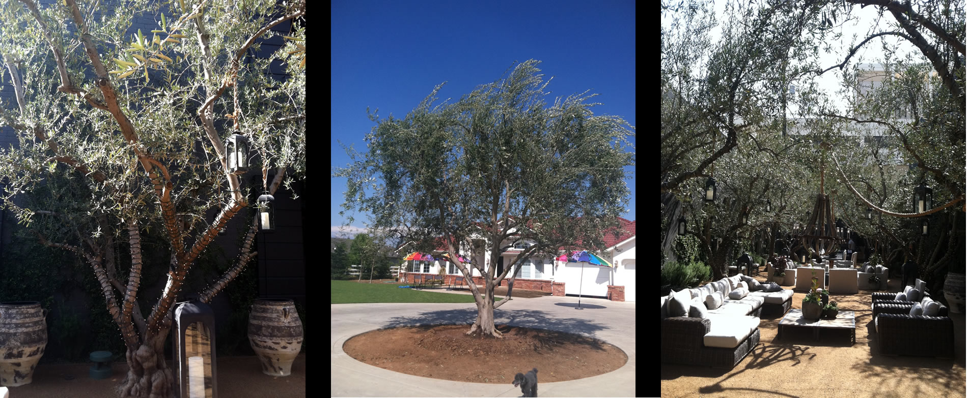 Olive Trees For Sale Central Valley | Olive Trees 4 Sale ...