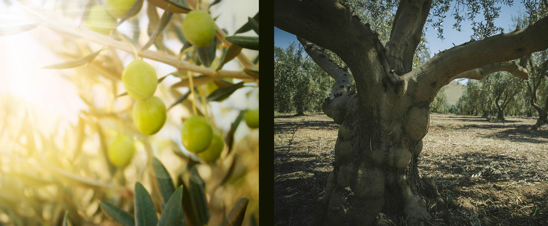 Olive trees for Sale Santa Monica California