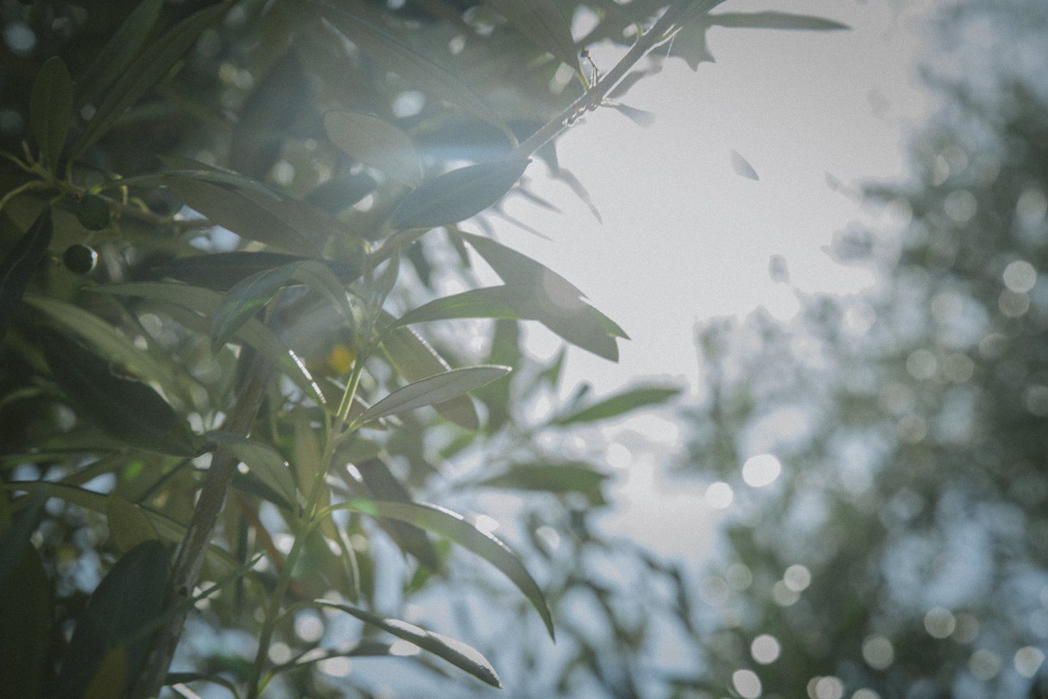 olive tree close up