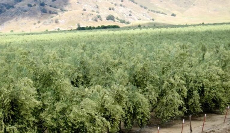 olive trees for sale in San Diego California